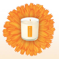 Catalan Calendula - Plant the Box Candle - 9oz.