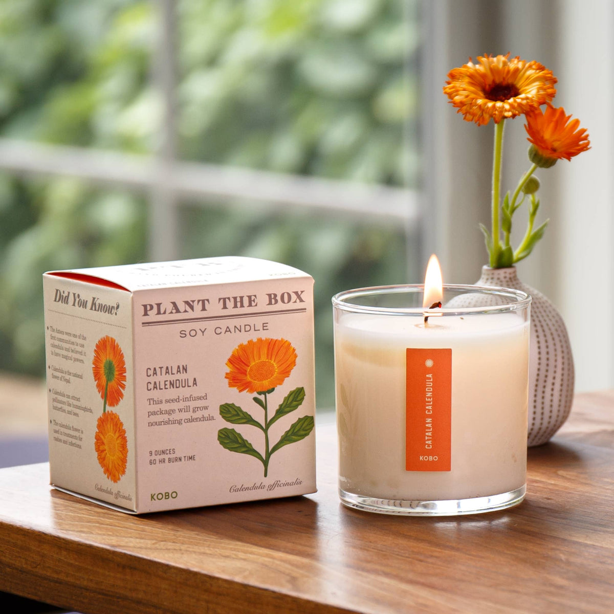 Catalan Calendula - Plant the Box Candle - 9oz.